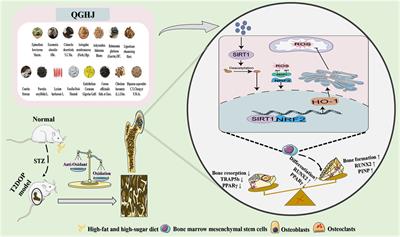 Qianggu concentrate: unlocking bone protection power via antioxidative SIRT1/NRF2/HO-1 pathways in type 2 diabetic osteoporosis